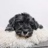 ミニチュアシュナウザー【長崎県・女の子・2025年9月24日・ブラック&シルバー】の写真2