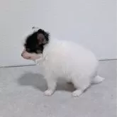 パピヨン【長崎県・女の子・2025年10月18日・トライ】の写真8