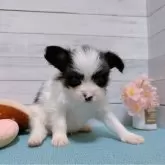 パピヨン【長崎県・男の子・2025年2月27日・トライカラー】の写真2