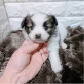 パピヨン【長崎県・女の子・2025年2月3日・ホワイト&ブラウン】の写真3