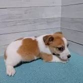 ジャックラッセルテリア【長崎県・男の子・2025年2月28日・ホワイト&タン】の写真3