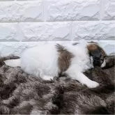 パピヨン【長崎県・女の子・2025年2月3日・ホワイト&ブラウン】の写真5