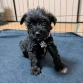 ミニチュアシュナウザー【長崎県・女の子・2025年1月9日・ブラック】の写真9