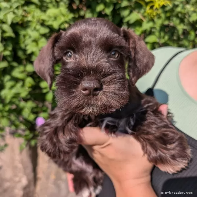 ID:2408-08444の子犬