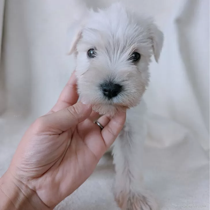 ID:2407-01670の子犬