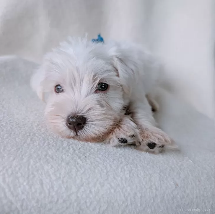 ID：2407-01667の子犬