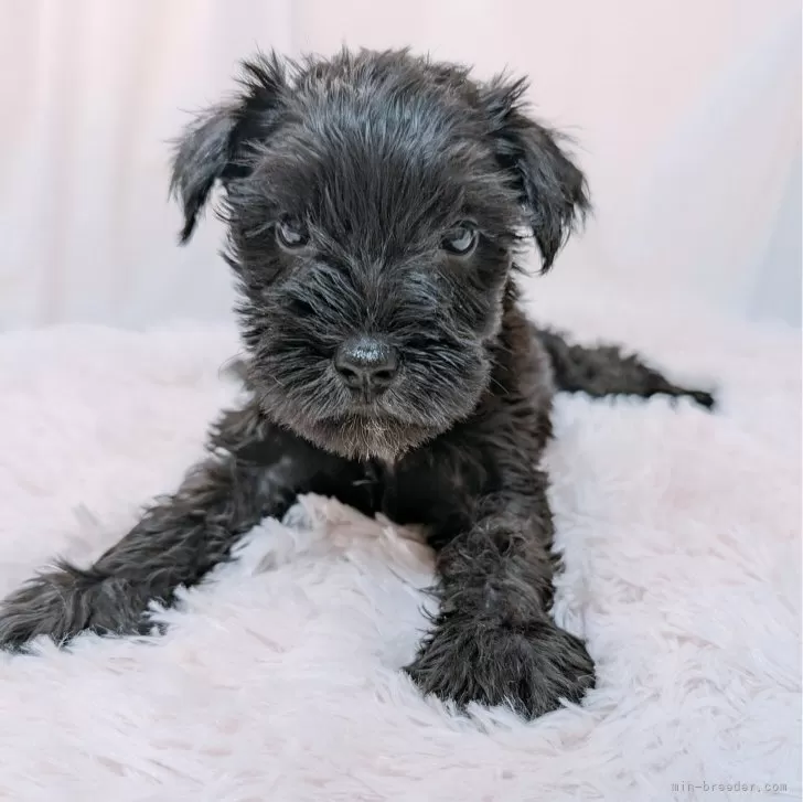 ID:2408-07103の子犬