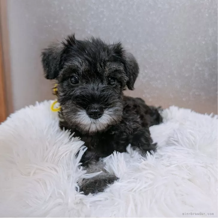 ID：2409-00480の子犬