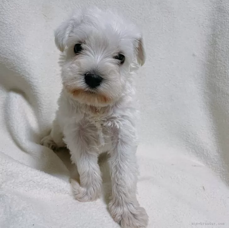 ID:2407-00171の子犬