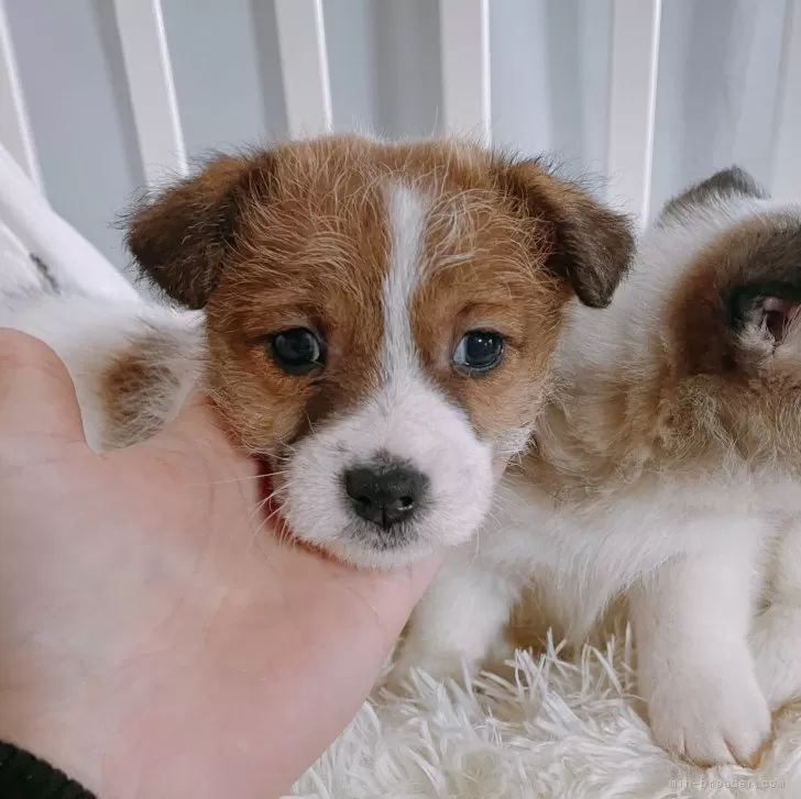 ID:2312-06725の子犬