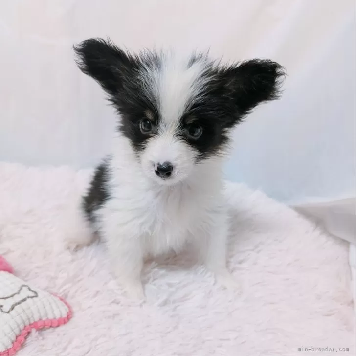 ID:2408-08429の子犬
