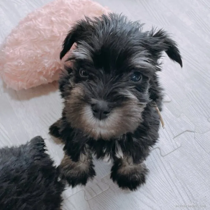 ID:2306-05300の子犬