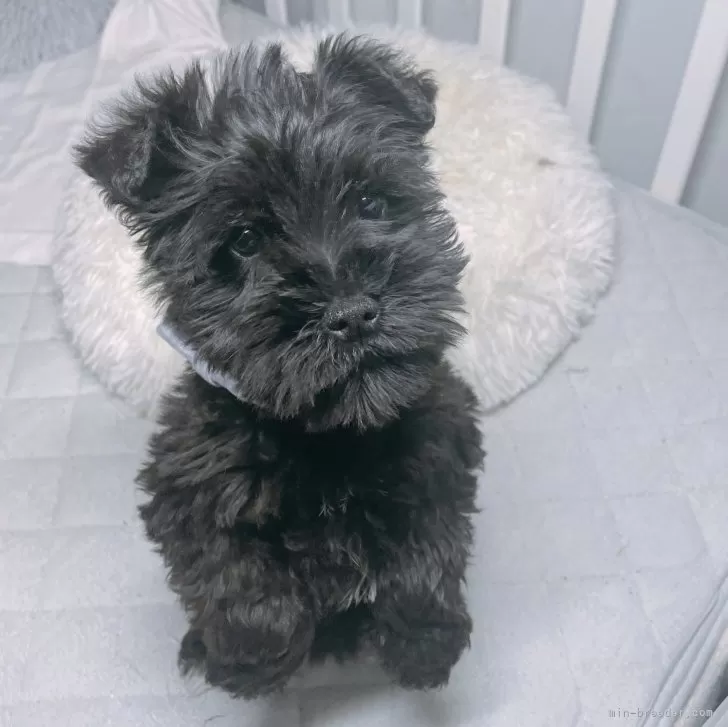 ID:2401-01443の子犬