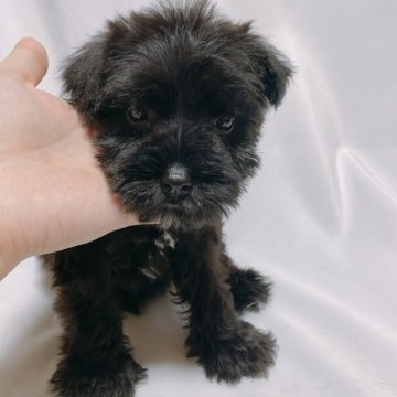 ミニチュアシュナウザー【長崎県・男の子・2023年7月31日・ブラック】の写真「【特別価格】元気でマイペースな男の子♡」