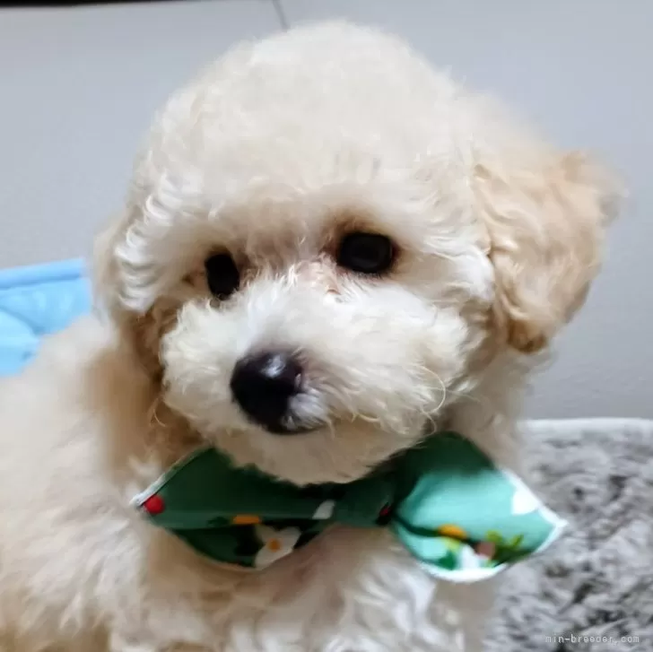 ID：2509-04464の子犬