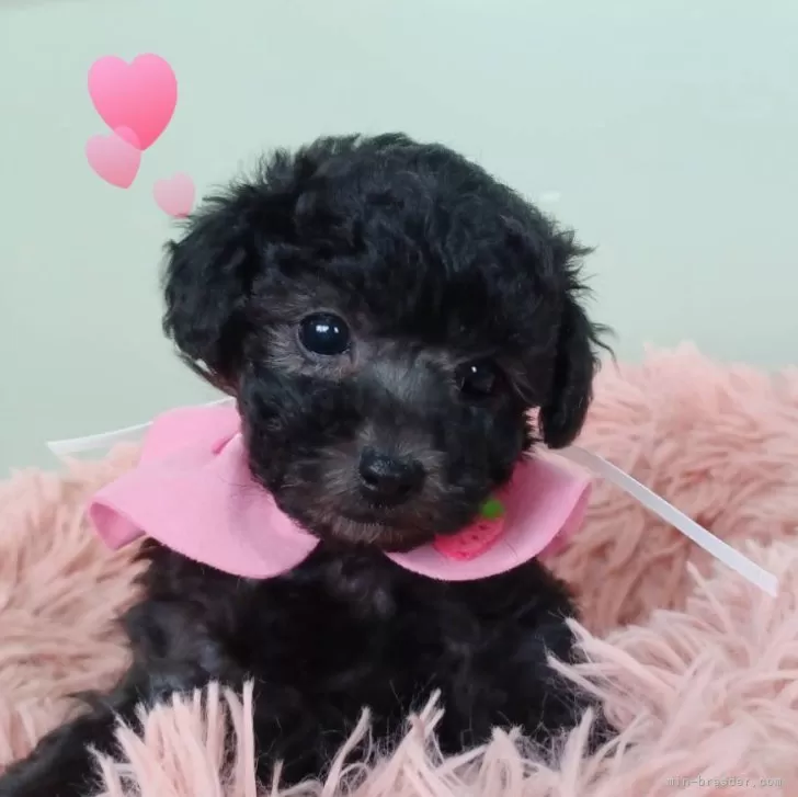 ID：2502-03865の子犬