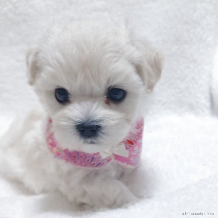 ブリーダー画像