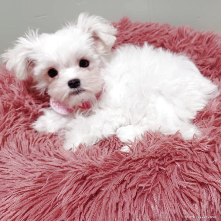 ブリーダー画像