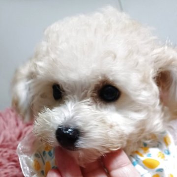 トイプードル(タイニー)【福岡県・男の子・2025年7月5日・クリーム】の写真「小さなミルクティの男の子」