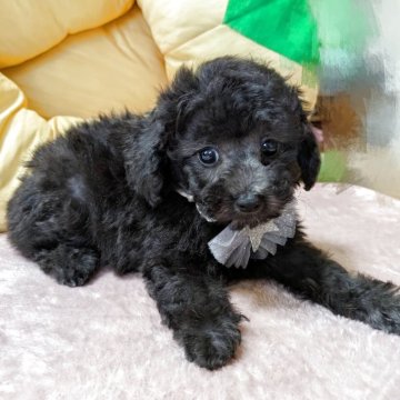 タイニープードル【福岡県・男の子・2025年6月15日・シルバー】の写真「小さく穏やかな一人っ子です」