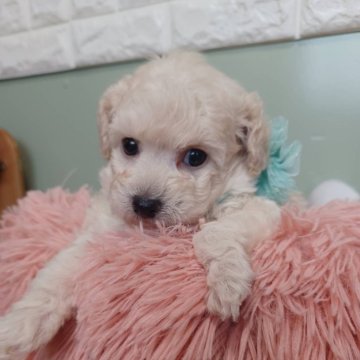 トイプードル(タイニー)【福岡県・男の子・2024年12月23日・ホワイト】の写真「甘えん坊な性格の可愛い❤️男の子です」