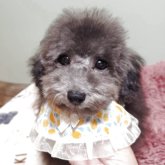 トイプードル(タイニー)