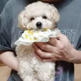 タイニープードル