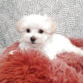 マルプー(トイプードル×マルチーズ)