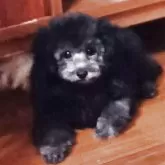 タイニープードル