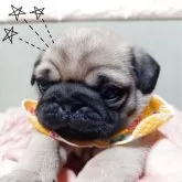 パグ