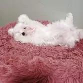 マルチーズ【福岡県・女の子・2025年7月13日・ホワイト】の写真2「とっても人懐っこい性格です❤️」