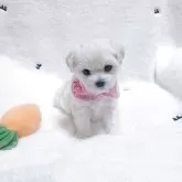 マルプー(トイプードル×マルチーズ)【福岡県・女の子・2025年10月3日・ホワイト&クリーム】の写真2「おもちゃでよく遊びます」