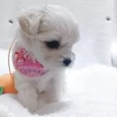 マルプー(トイプードル×マルチーズ)【福岡県・女の子・2025年10月3日・ホワイト&クリーム】の写真3「毛量もバッチリです」