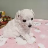 マルプー(トイプードル×マルチーズ)【福岡県・男の子・2025年3月23日・ホワイト】の写真3「甘えん坊な男の子」