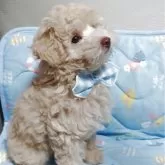 タイニープードル【福岡県・男の子・2025年7月5日・クリーム】の写真3「毛量バッチリ❗」