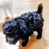 タイニープードル【福岡県・男の子・2025年7月15日・シルバー】の写真4