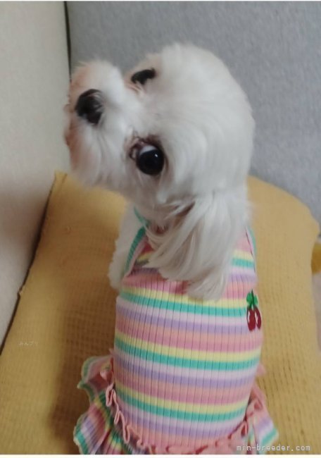 マルチーズ【・女の子・2020年9月15日・ホワイト】