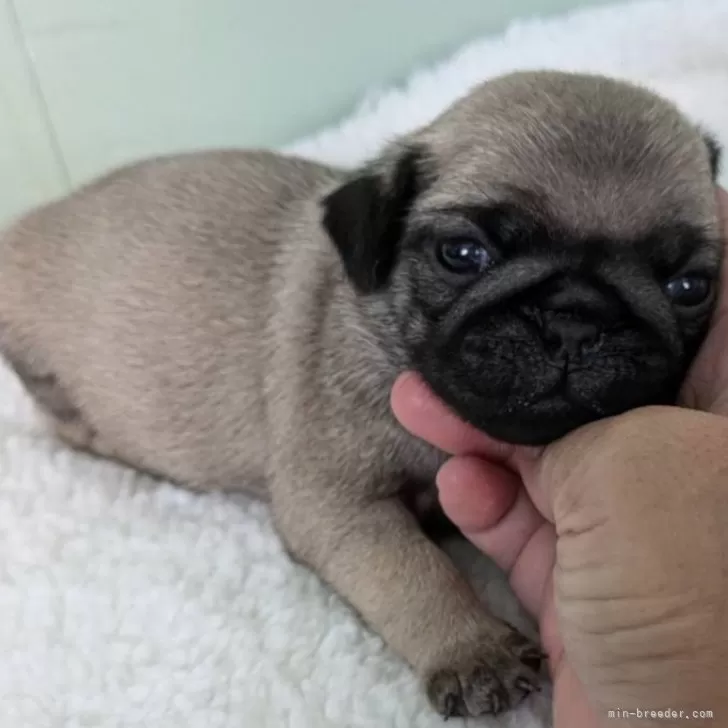 S.K 様のお迎えした子犬