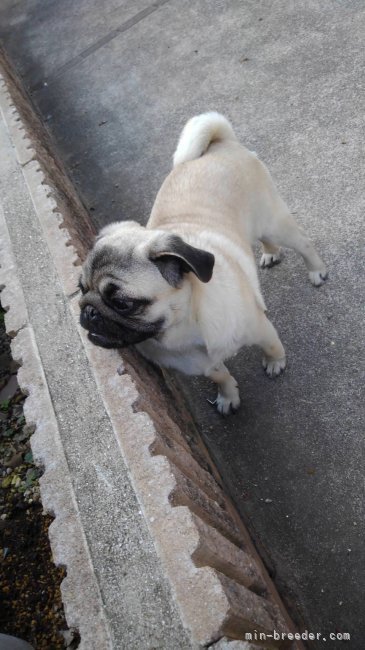 パグ【・女の子・2022年6月13日・フォーン】「毎日お庭でのんびりお散歩が大好き🍀😌🍀」