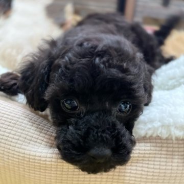 トイプードル(タイニー)【福岡県・男の子・2024年1月16日・ブラック】の写真「キリリとしたお顔立ちの僕👑」