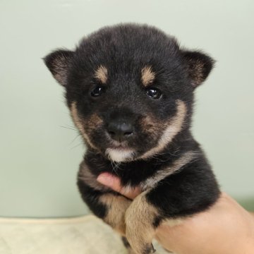 柴犬(標準サイズ)【福岡県・女の子・2024年1月1日・黒】の写真「元旦生まれ🐾
ちいさくて大人しい一人娘ちゃん♀️」