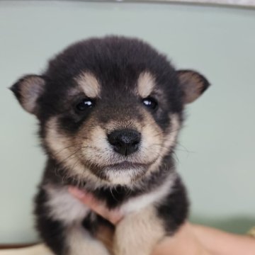 柴犬(標準サイズ)【福岡県・男の子・2024年1月1日・黒】の写真「元旦生まれ🐾
小ぶりなイケメンくん✨」