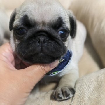 パグ【福岡県・男の子・2024年4月15日・フォーン】の写真「キュートなお顔立ちのかわいい男の子です」