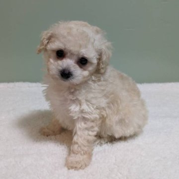 トイプードル(タイニー)【福岡県・男の子・2024年1月30日・ホワイト】の写真「おめ目パッチリホワイト王子👑
只今600g🍼」