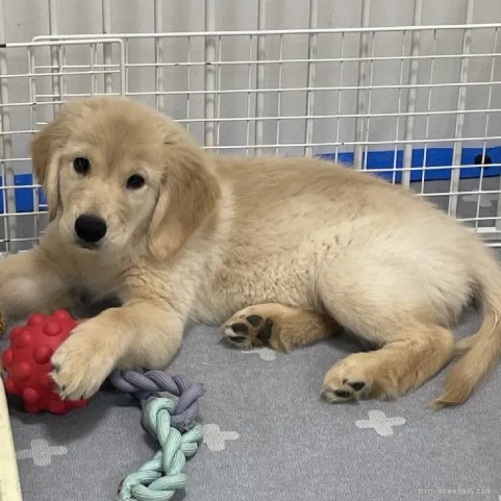 ID：2308-05520の子犬