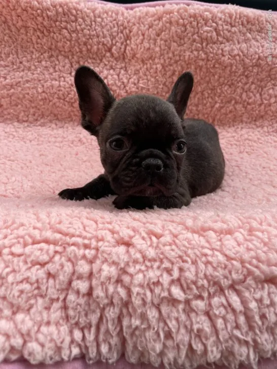 ID:2204-04024の子犬