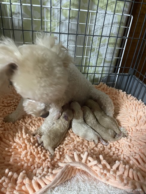 出産直後のお母さん犬と赤ちゃん達💕｜池田　佐智子(いけだ　さちこ)ブリーダー(滋賀県・トイプードルなど・JKC登録)の紹介写真5