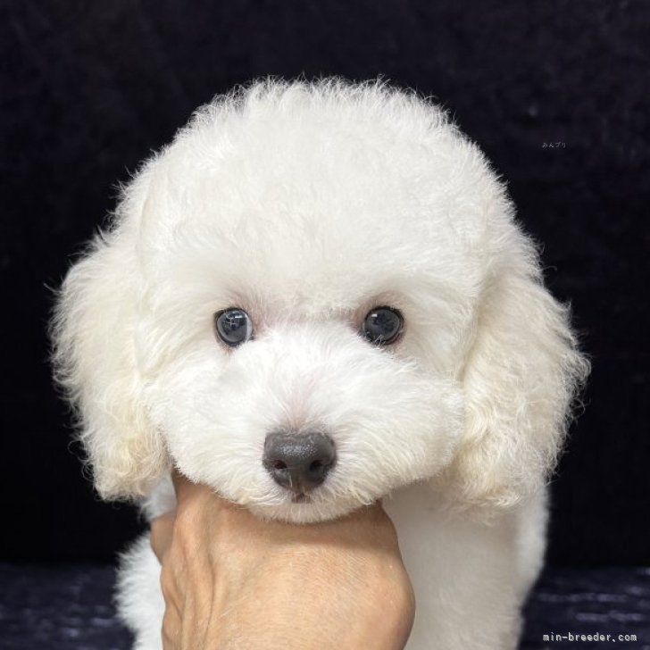 ブリーダー画像