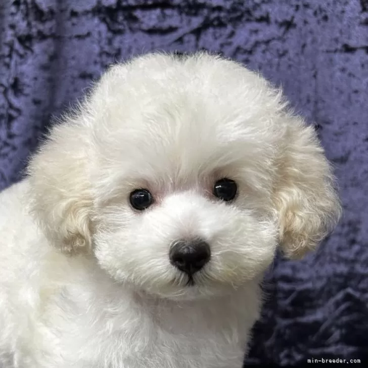 ID:2509-02355の子犬