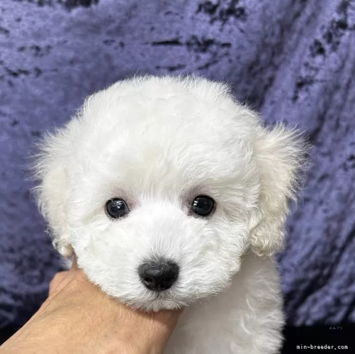 タイニープードル【滋賀県・男の子・2024年12月7日・ホワイト】の写真1